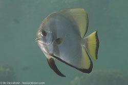BD-111124-Raja-Ampat-5123-Platax-pinnatus-(Linnaeus.-1758)-[Dusky-batfish].jpg